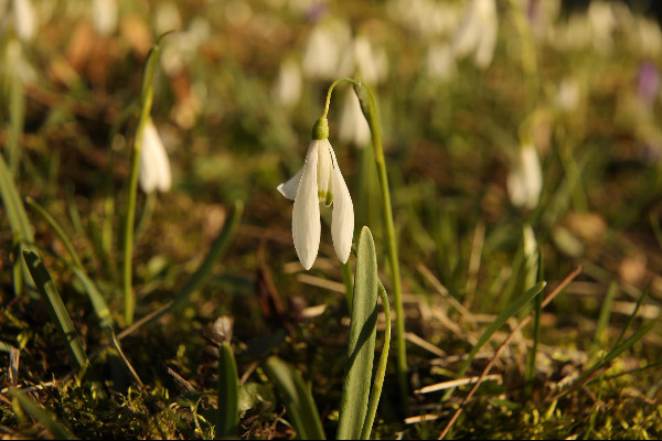 Intencje Mszy świętych 09–16.04.2023