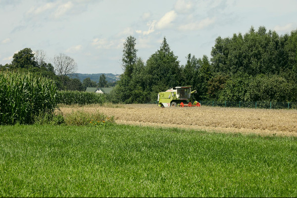 Intencje Mszy świętych 15–22.08.2021