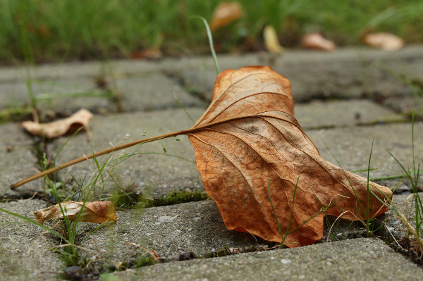 Intencje Mszy świętych 12–19.10.2025