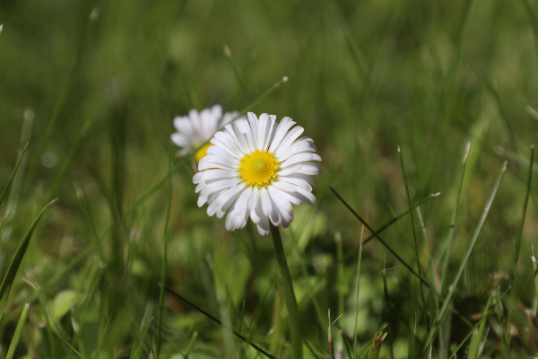 Ogłoszenia duszpasterskie 20.06.2021