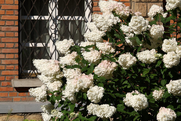 Ogłoszenia duszpasterskie 26.10.2025